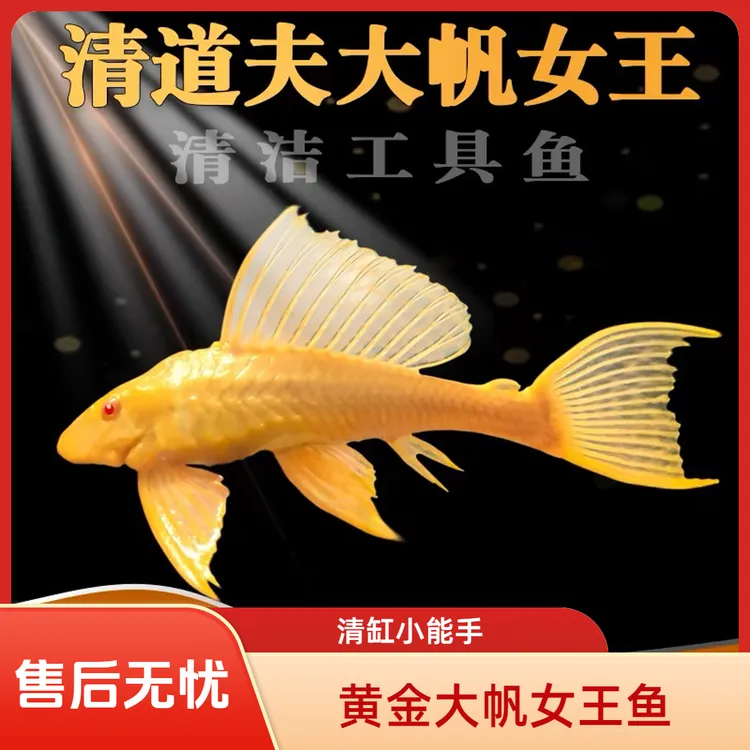 【小尺寸】黄金红眼清道夫龙虎配鱼清洁净化鱼缸鱼除褐藻不吸鱼