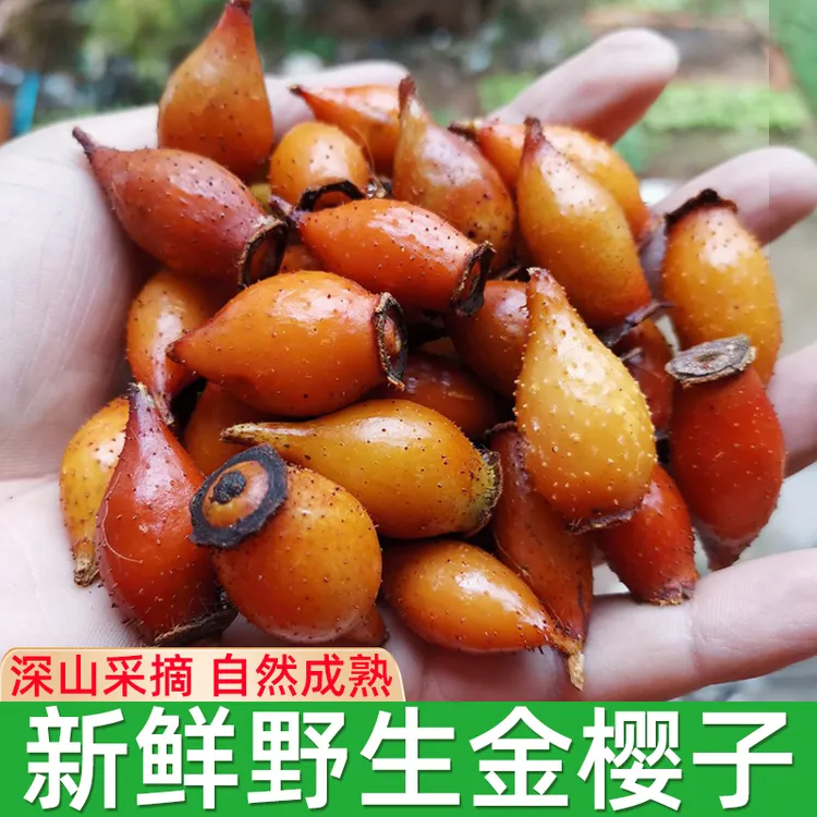 深山采摘野生新鲜金樱子泡酒山石榴中药材糖罐子青果金罂子刺梨果