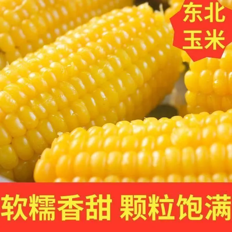 【10支装】煜松2025新鲜东北黄糯玉米真空包装软糯香甜营养代300g