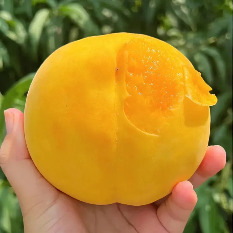 【蜜甜多汁】山东蒙阴黄桃当季热卖桃子新鲜水果水蜜桃脆甜锦绣黄桃