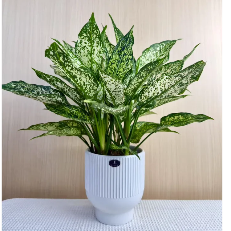 【多多花卉】翡翠皇后万年青绿植室内绿化常绿盆栽客厅常青