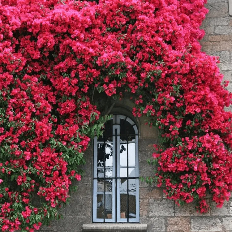 四季开花木香花苗盆栽庭院黄木香白木香浓香爬藤爬墙植物地载绿植