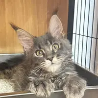 来了姊妹-蓝虎斑缅因猫 弟弟 028