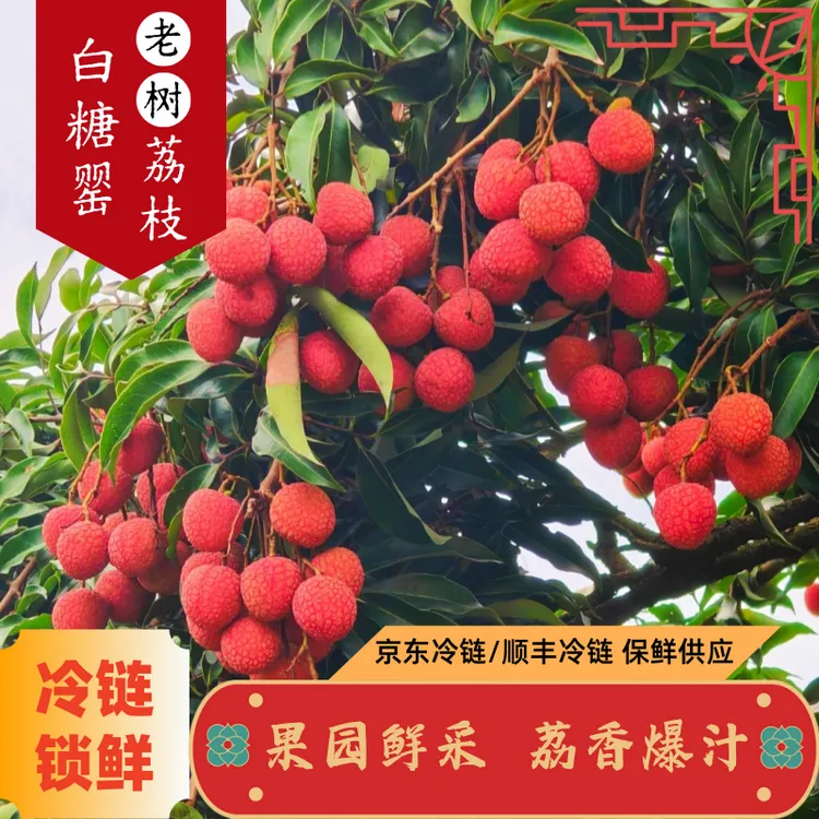 【京东冷链】白糖罂荔枝新鲜水果荔枝整箱批发10斤荔枝新鲜现摘现发