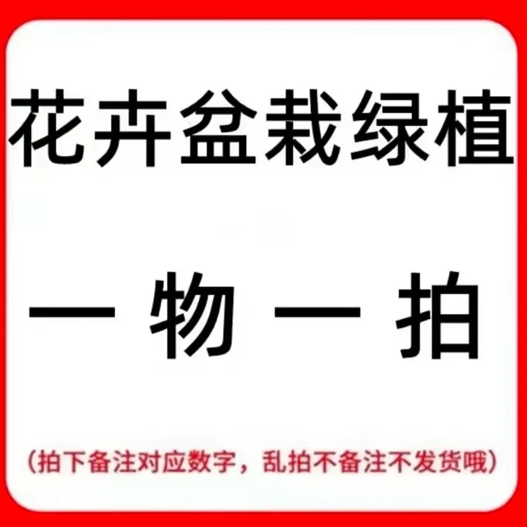 【一物一拍】四季海棠火棘吉祥果腊梅红梅盆景地栽室内外种植花卉
