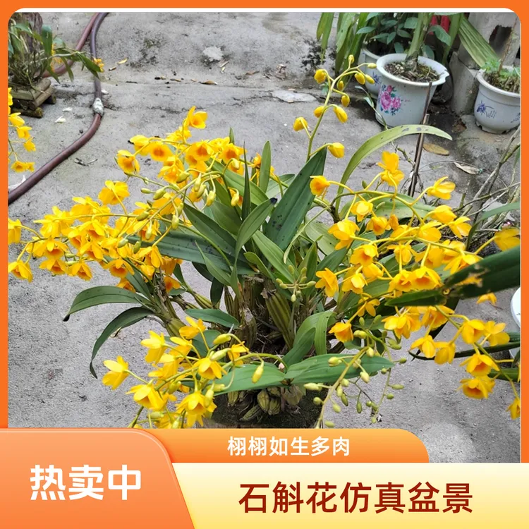 云南德宏鼓槌石斛