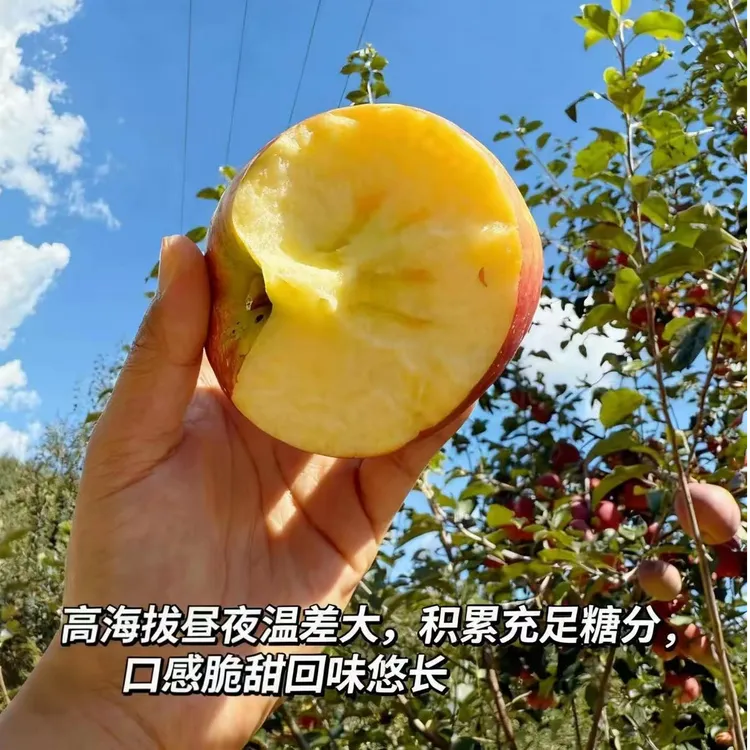 大凉山盐源丑苹果当季新鲜现摘现发脆甜多汁