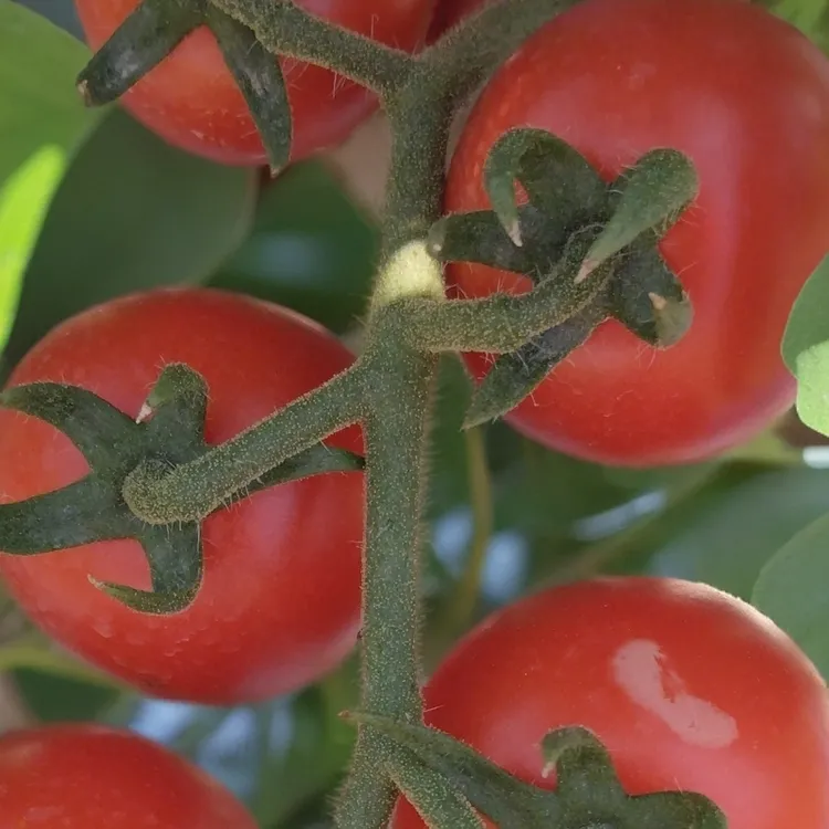 串收小番茄酸甜爆浆新鲜采摘应季水果非圣女果西红柿小西红柿