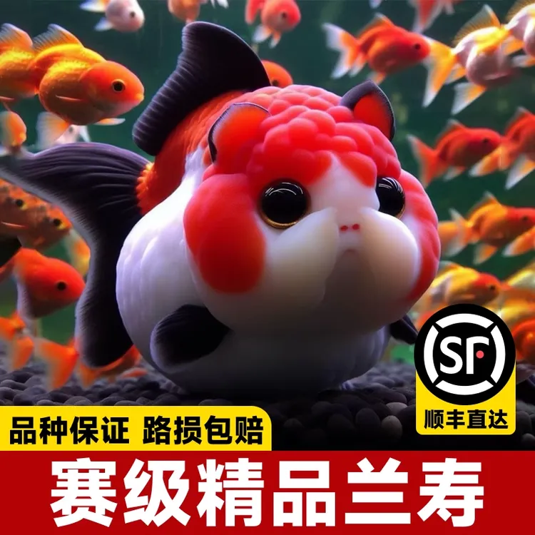 兰寿金鱼活鱼 兰寿观赏鱼活体好养 耐活淡水鱼小金鱼精品鱼冷水鱼