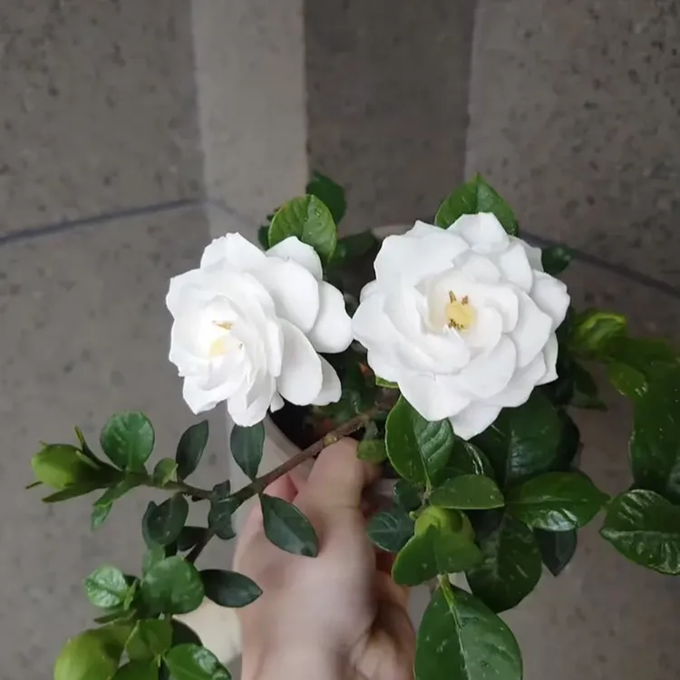 小盆老桩法莲栀子花盆栽