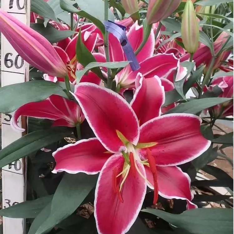 Vangelis香水百合12/14规格进口百合3个种球发货كۈچلۇك پۇراقلىق