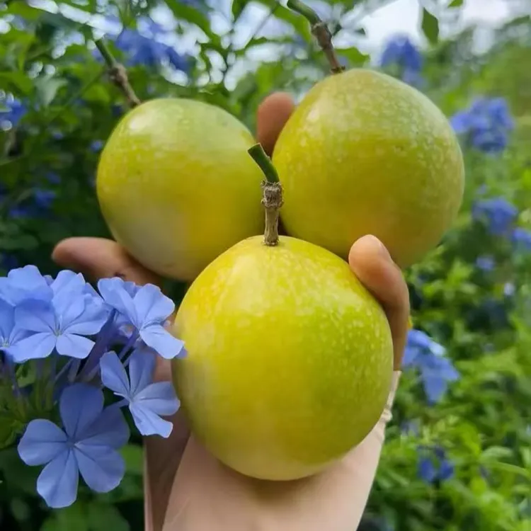 桂林高山百香果钦蜜9号 自家果园 赠开果器