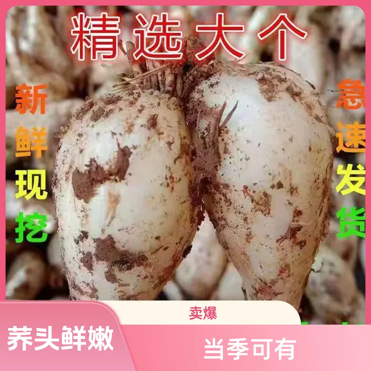 藠头现挖农家自种荞头茭头江西教头剪须无叶做泡菜凉拌菜当季蔬菜