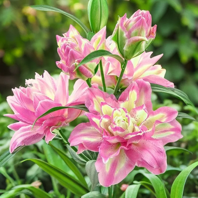 【新疆包邮】重瓣香水百合种球庭院阳台种植耐寒耐热可四季赏花