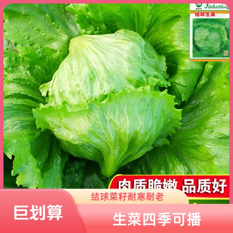 结球生菜种子结球种籽圆生菜四季播种蔬菜种子包心菜籽种孑耐低温