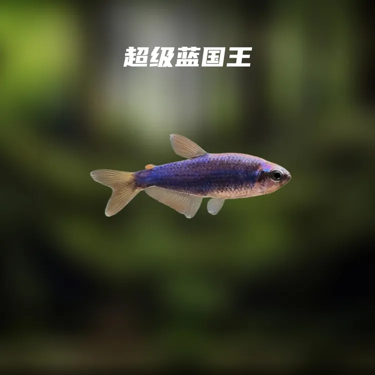 鱼漪水族 超级蓝国王