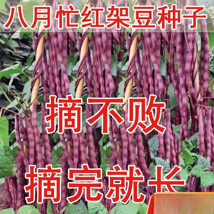 八月忙豆角种子冻死鬼耐寒耐热高产无筋四季豆厂家源头工厂直发