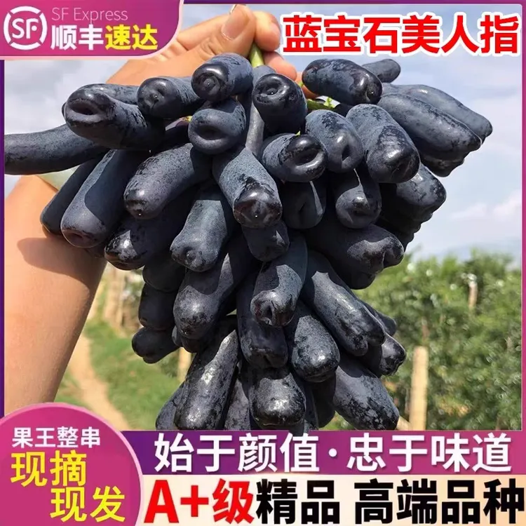【顺丰包邮精品果】正宗蓝宝石美人指拇指葡萄无籽新鲜应季脆甜水果