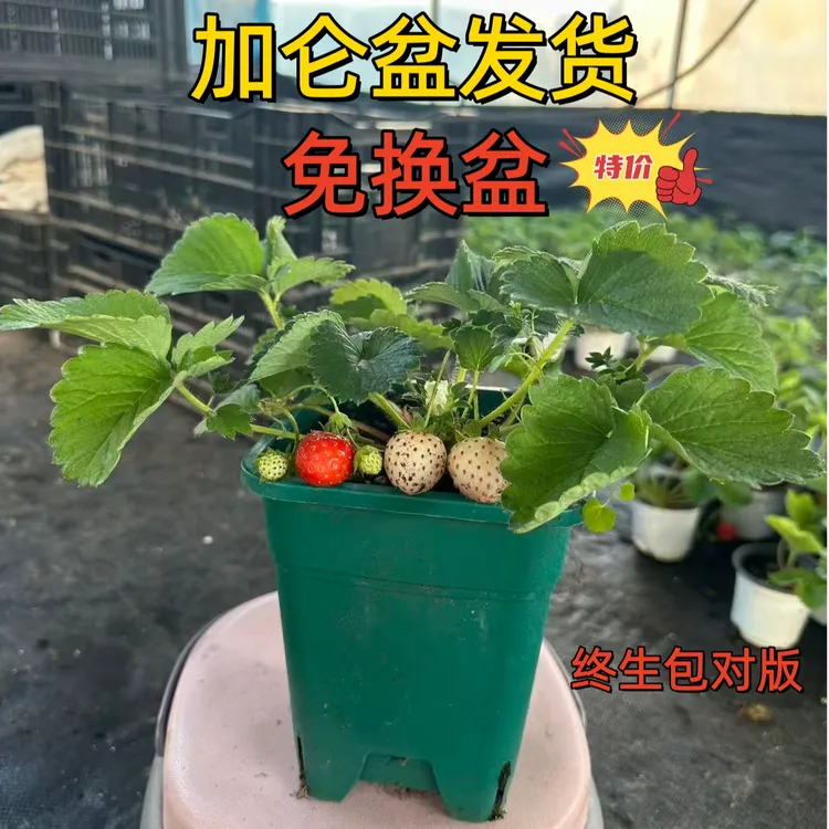 【晴蕊萱大盆栽草莓秧苗】盆栽四季草莓树苗南方北方室内水果小型