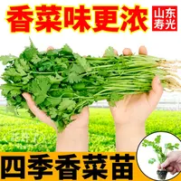 地道高产山东老香菜苗秧芫荽味浓大叶带土球四季阳台小院盆栽种子