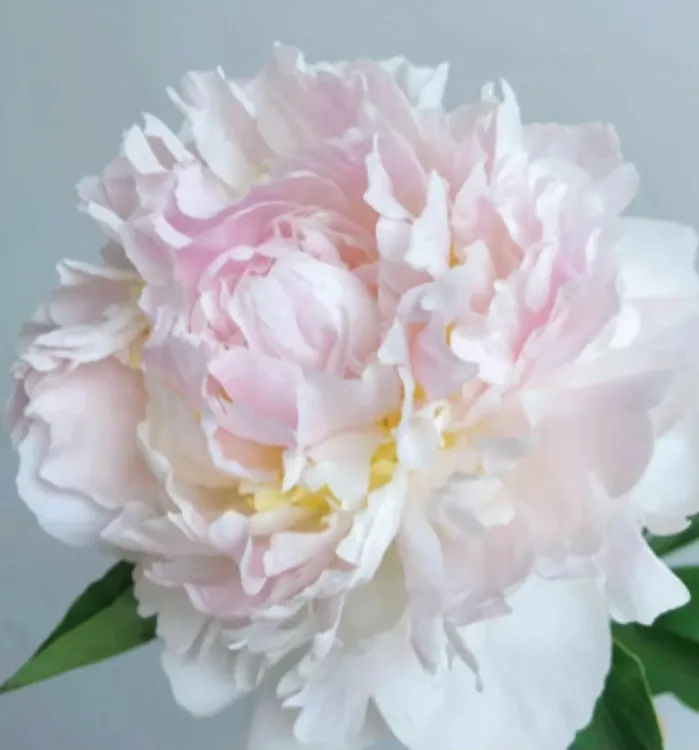 【盛世芍韵】 羞涩女王 重瓣芍药 鲜切花 大花苞 水养 菏泽基地直发