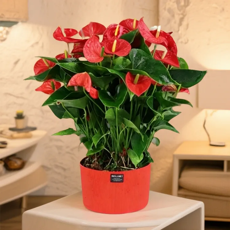 带花朵国风大红盆红掌盆栽花卉室内庭院阳台绿植花卉植物四季开花