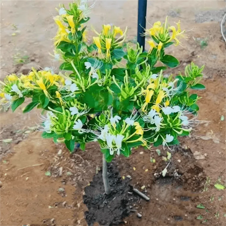 5年苗买一送一 正宗金银花苗盆栽地栽耐寒金银花树苗南北方四季