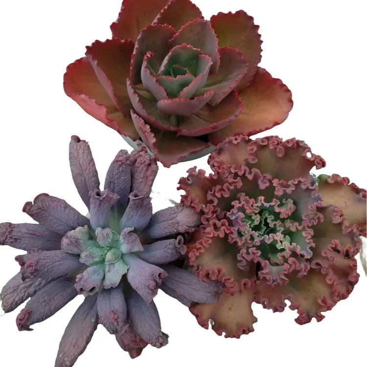 包菜【组合】多肉植物滇农种植时尚春季（适合新手养。露养 ）好养大气