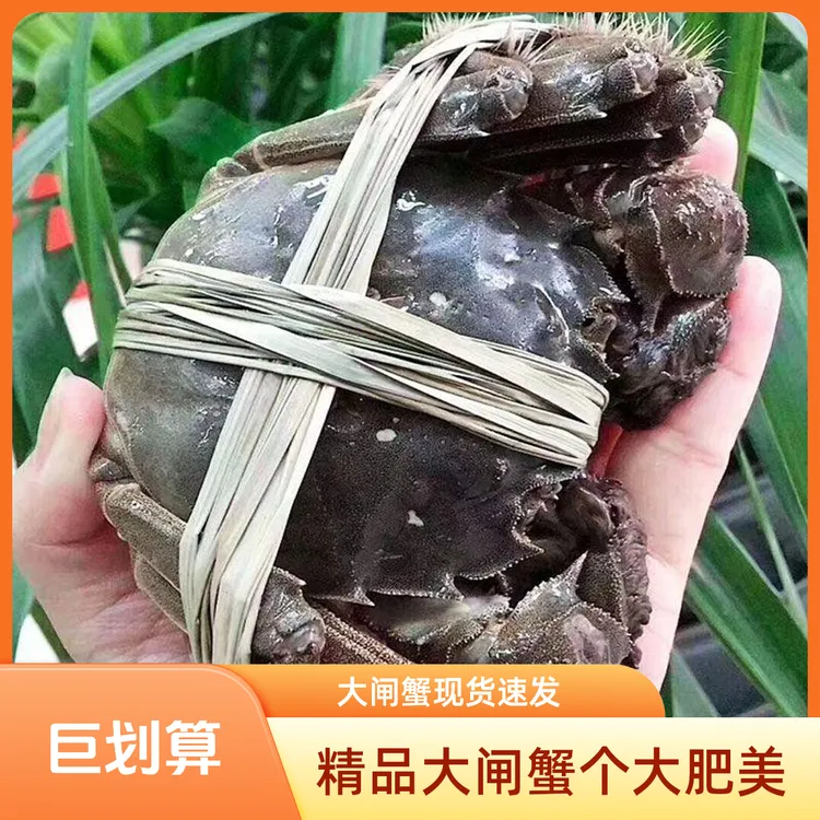 【活蟹】精品大闸蟹2.8两以上母特大螃蟹礼盒装含绳6/10只（精品蟹）