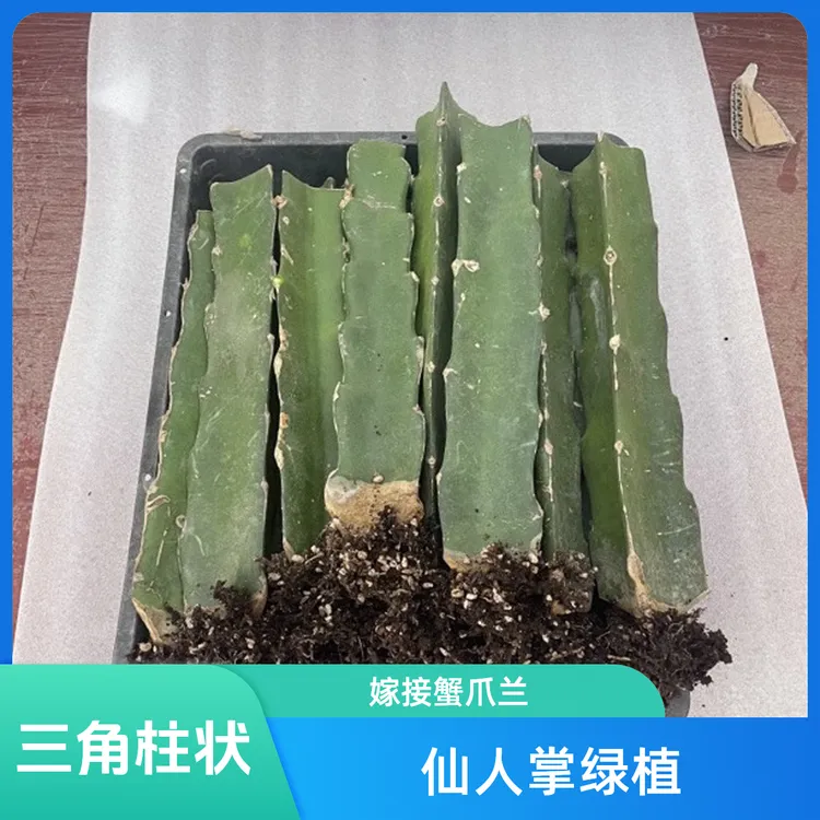 20-40cm/三角柱仙人掌科绿植/嫁接单层蟹爪兰专用