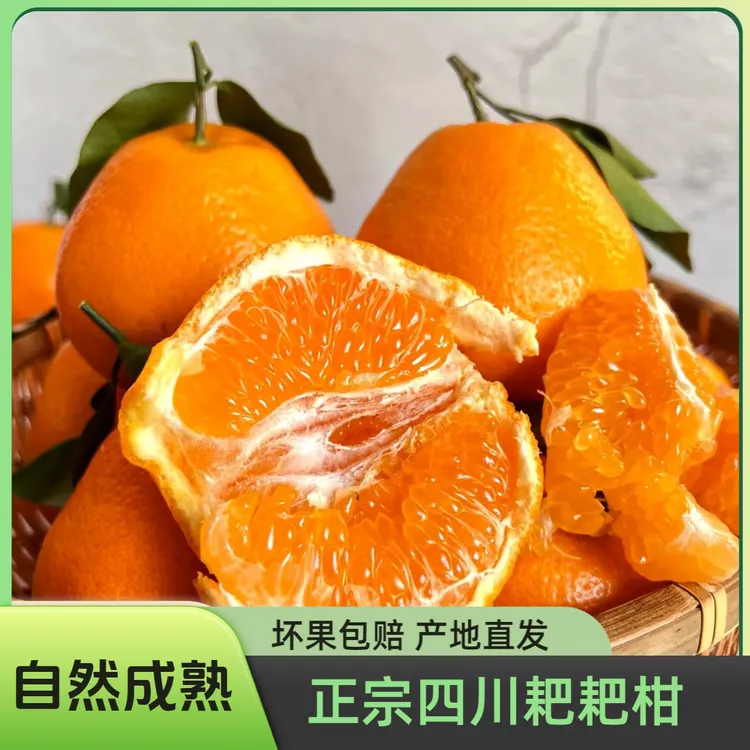 【商超品质】正宗产地直发四川春见耙耙柑自然成熟香甜多汁