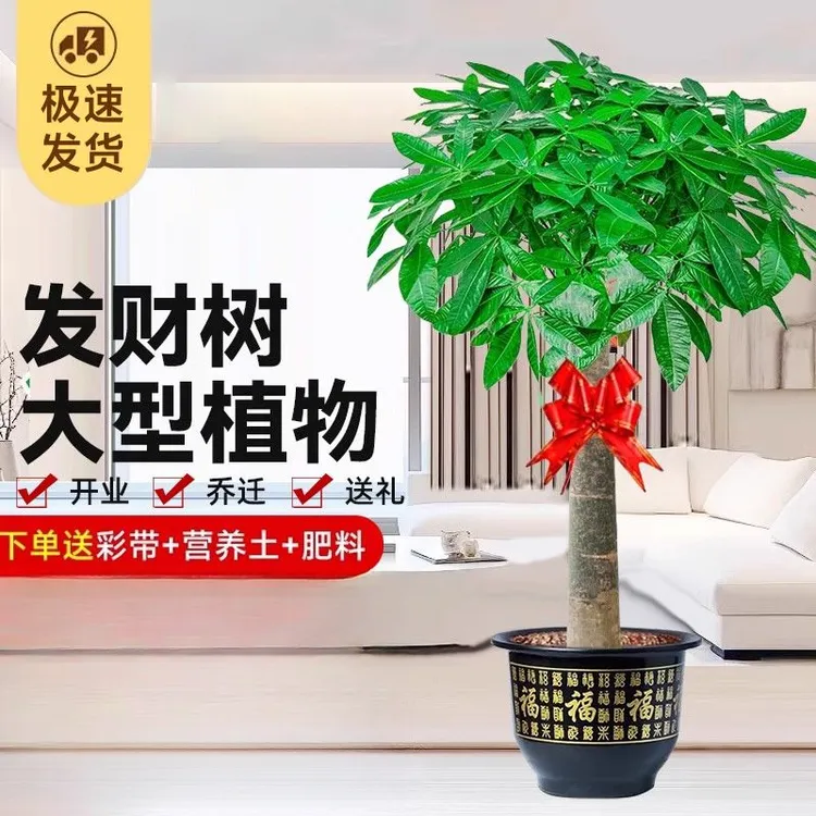 【精美彩带赠】发财树大型客厅室内外绿植大颗独干辫子开业送礼盆