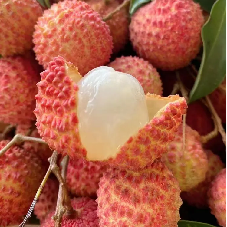 广东省内拍！甜香桂味荔枝，茂名高州木广垌老树！顺丰空运双箱包装