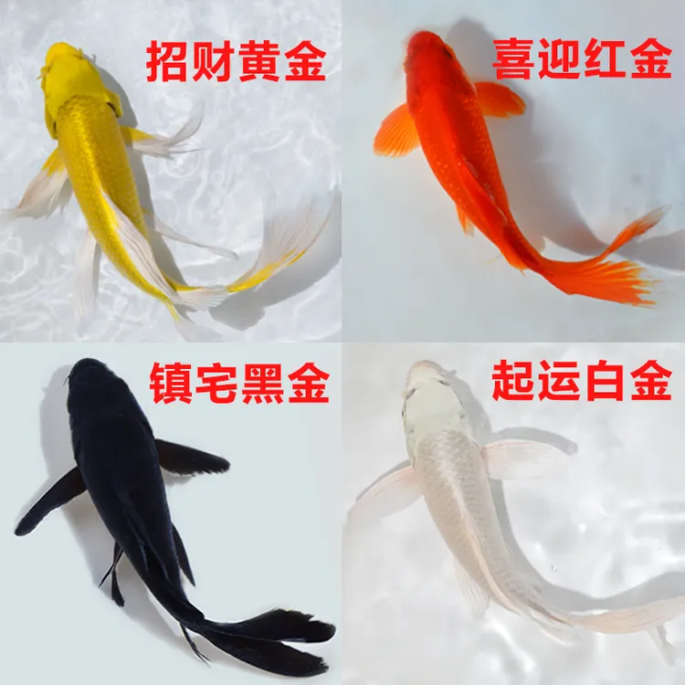 金鱼活体观赏鱼锦鲤草金鱼冷水鱼黑金锦鲤黄金锦鲤白金锦鲤小型鱼