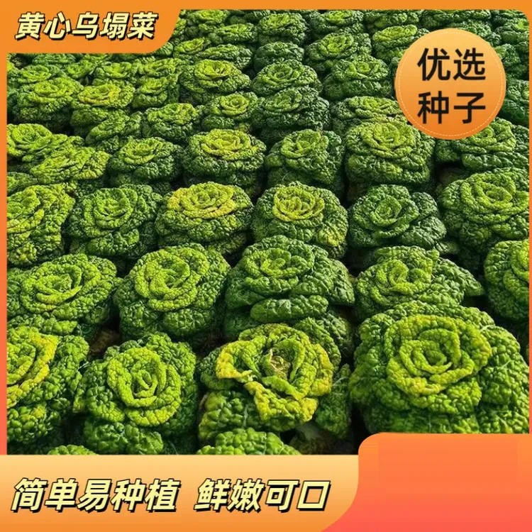 黄心乌菜黄心菜新鲜乌塌菜四季白菜冬天青菜蔬菜孑黑菜秋冬季