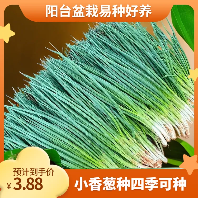 【小香葱种子】四季易种小香葱阳台室内盆栽家庭菜园农家蔬菜种子