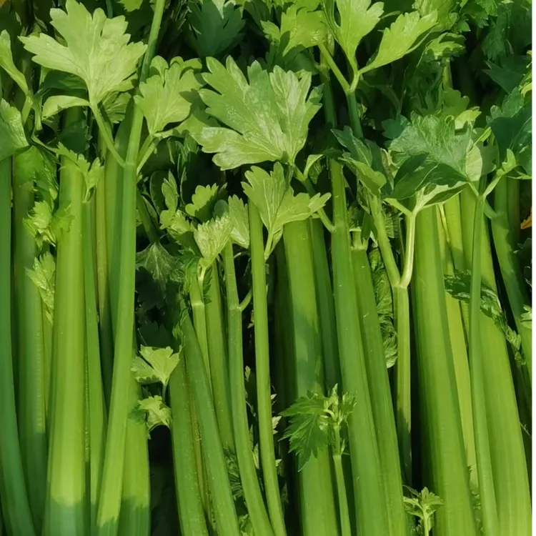 莓目传芹宁夏生态西芹 新茬上架！活动