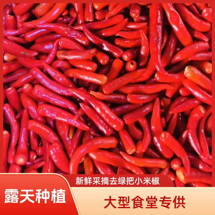 工厂饭堂批发供应露天种植去把光头小米椒朝天椒蔬菜调味料辣椒
