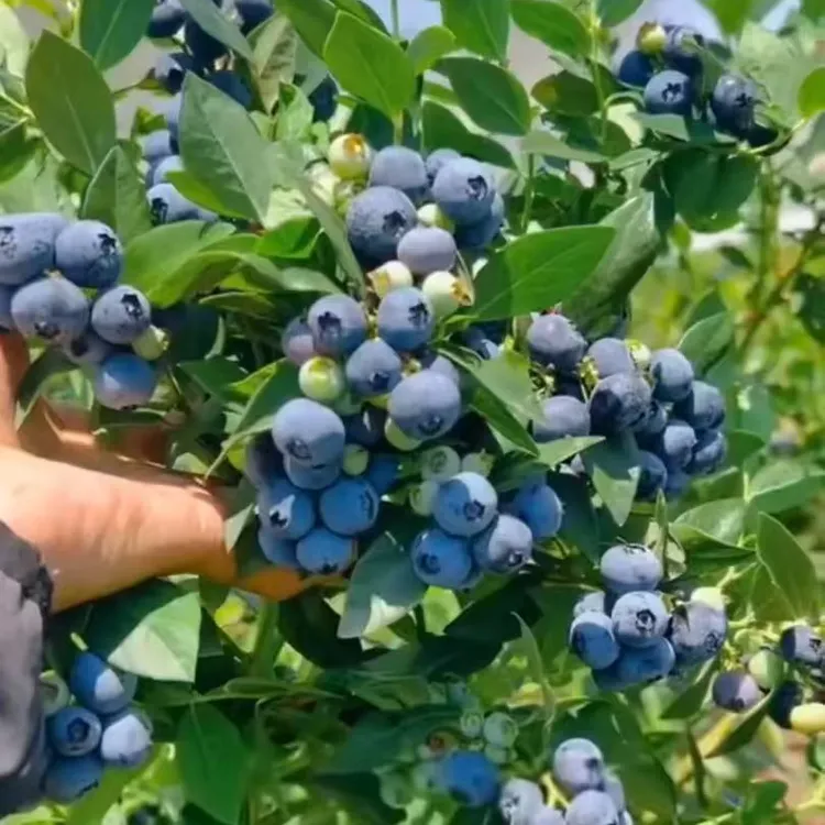 花香大果蓝莓带土球发货，不支持退换货，介意勿拍