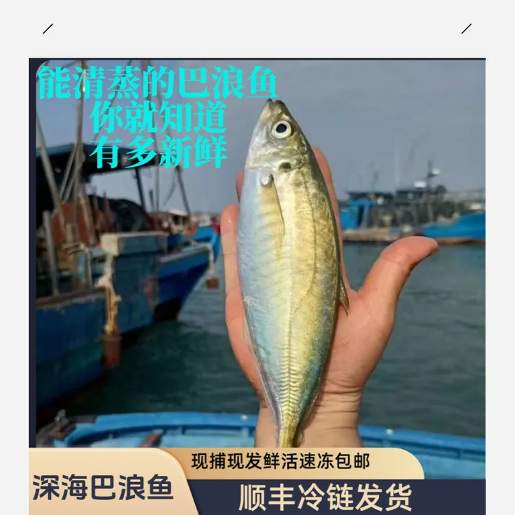 【当天新货】正宗东山岛小船灯捕活冻巴浪鱼可清蒸巴浪鱼竹荚鱼