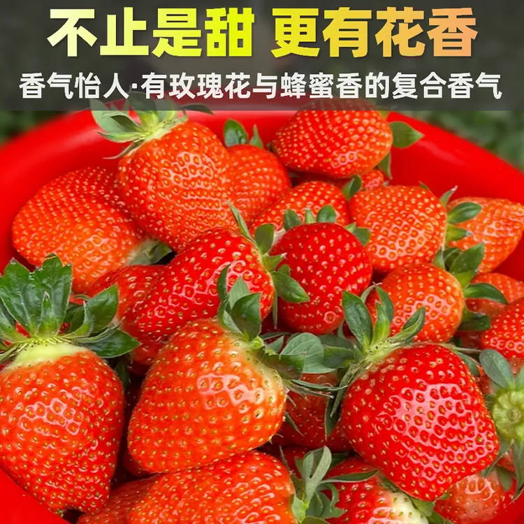 稀有品种【顺丰空运】大凉山香野隋珠草莓礼盒装香甜浓郁