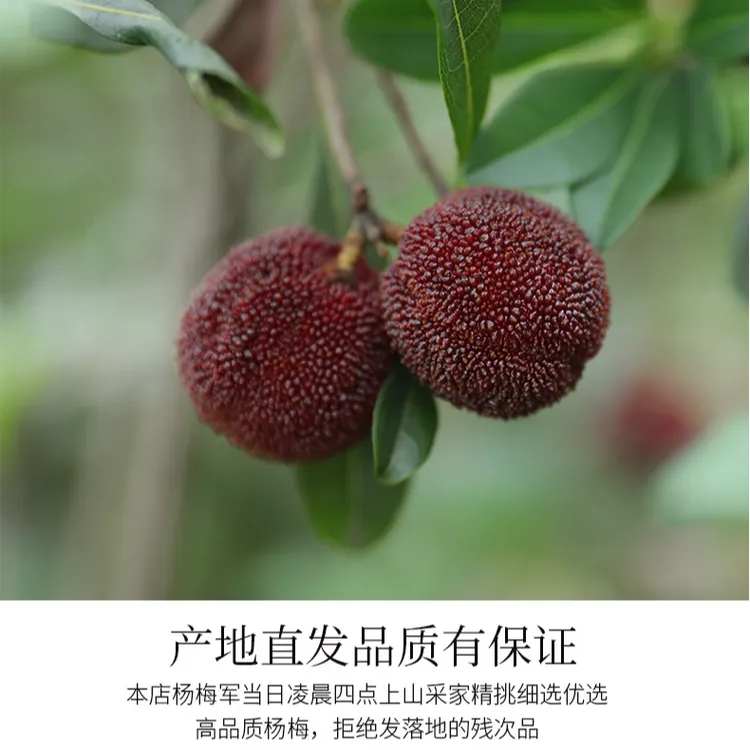 大果【露天大东魁杨梅（单果21-25】新鲜当季特大果颗粒饱满礼盒水果