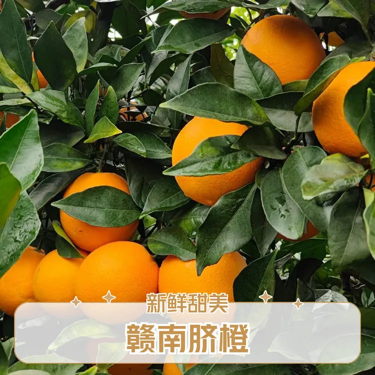 正宗赣南脐橙江西甜橙整箱赣州橙子当季新鲜水果大量批发精品彩箱