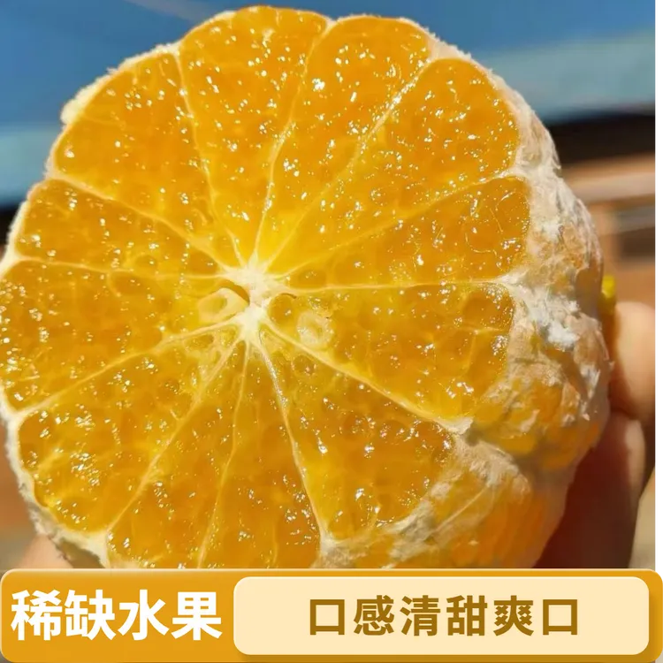 云南哀牢山阳光一号桔柚稀缺水果清甜多汁无核无籽甜桔柚
