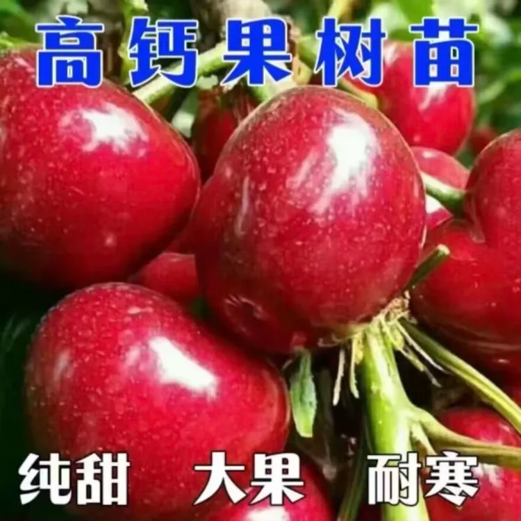 红果钙果苗高钙钙果南北方抗寒农大钙果司机盆栽地栽四季种植果树