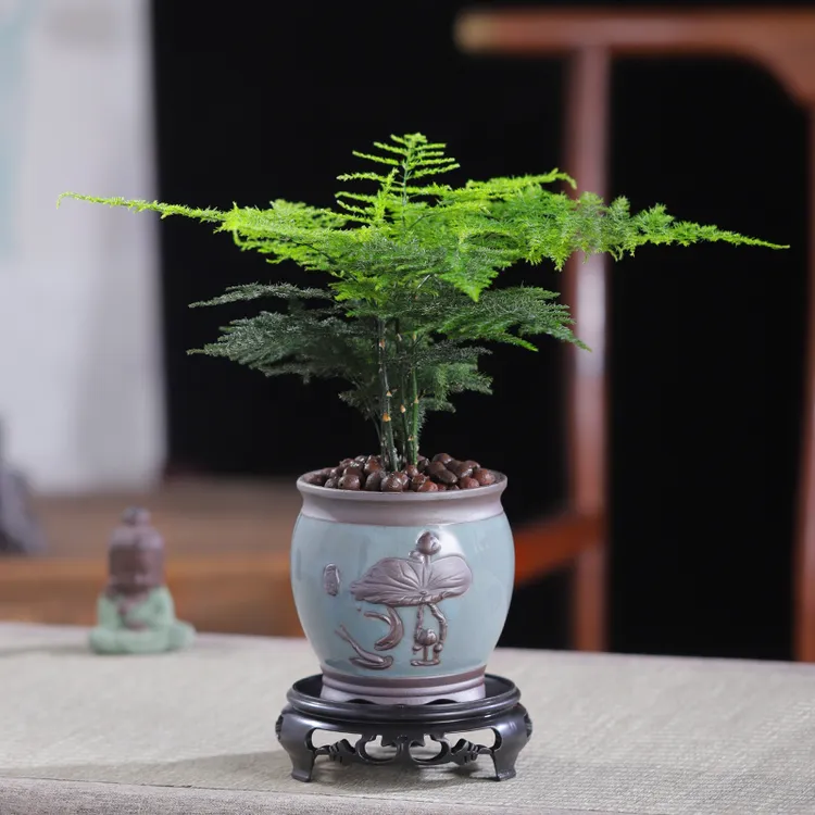 【文竹】盆栽植物室内净化空气办公室绿植花卉盆栽好养四季常青