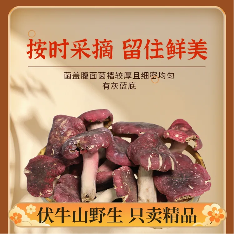 河南产地深山野生红菇天然健康月子煲汤营养菌干货特产