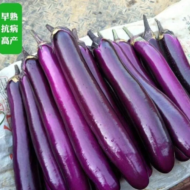 紫长茄子/绿圆茄子种子四季种植庭院蔬菜简单种植种子
