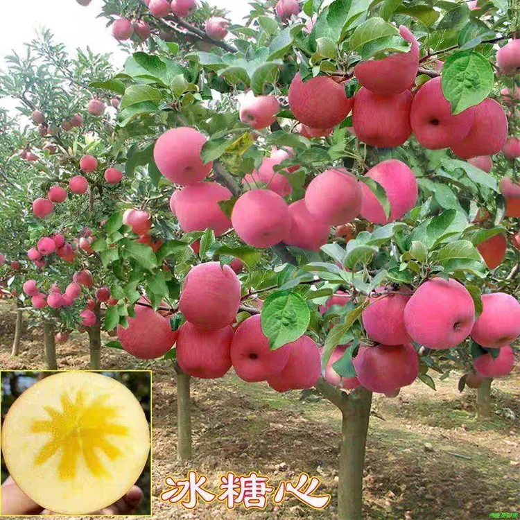 红富士苹果冰糖心鸡心果树苗当年结果南北方种植