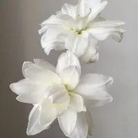 【源头优选】雪莲重瓣百合 任意两单花材升级快递 发货后不支持退款